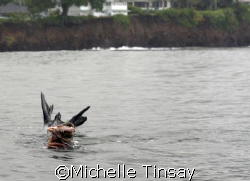 Hawaiian Monk Seal eating an actopus by Michelle Tinsay 